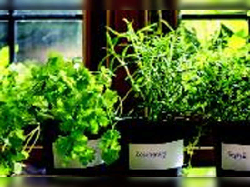 container herb gardening ideas