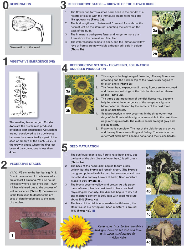 How does hydroponic gardening work?
