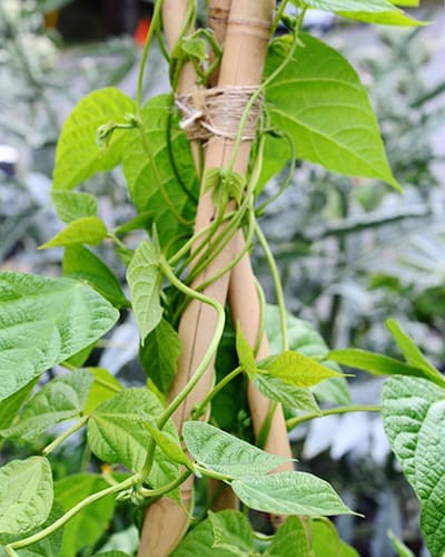 How Hydroponic Gardening Works
