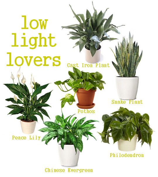 Best Place To Buy House Plants
