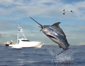 Blackfin Tuna Fishing in Florida
