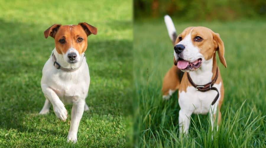 Comparison of Pets Best Vs. Happy Paws Pet Health Insurance
