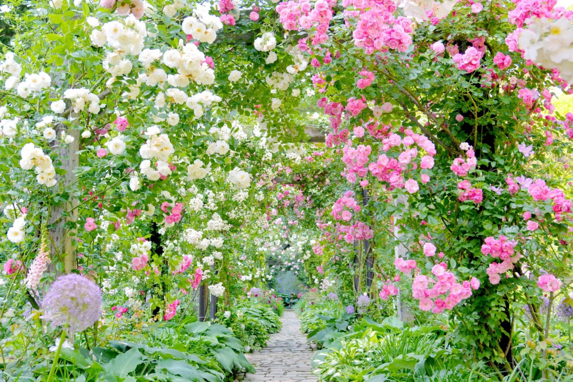 The Basic Vegetable Garden Layout
