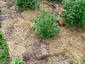 vegetable gardening soil for sale