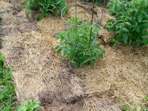 Growing Carrots in Raised Beds
