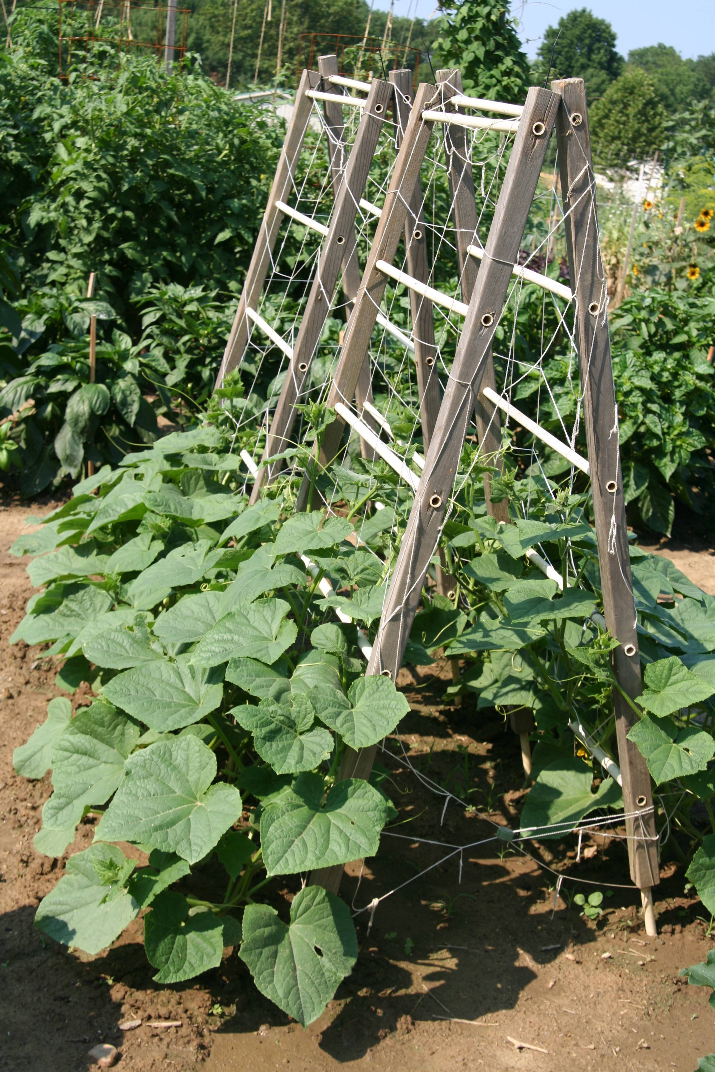 French Vegetable Gardening
