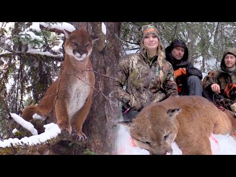 Bobcat Hunting Basics
