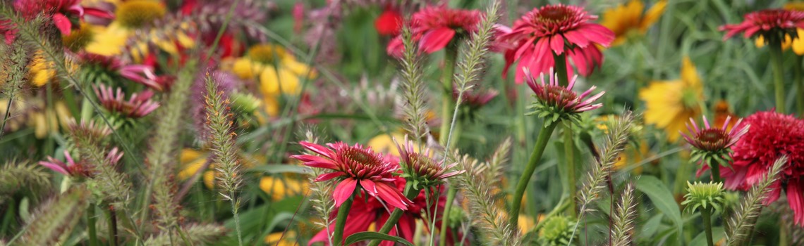 North Florida Gardening Calendar - Planting in Jacksonville, Florida
