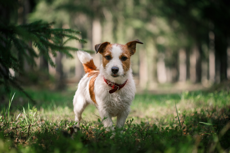 Continuous Dog Barking Training Classes - How to Stop Your Dog From Barking

