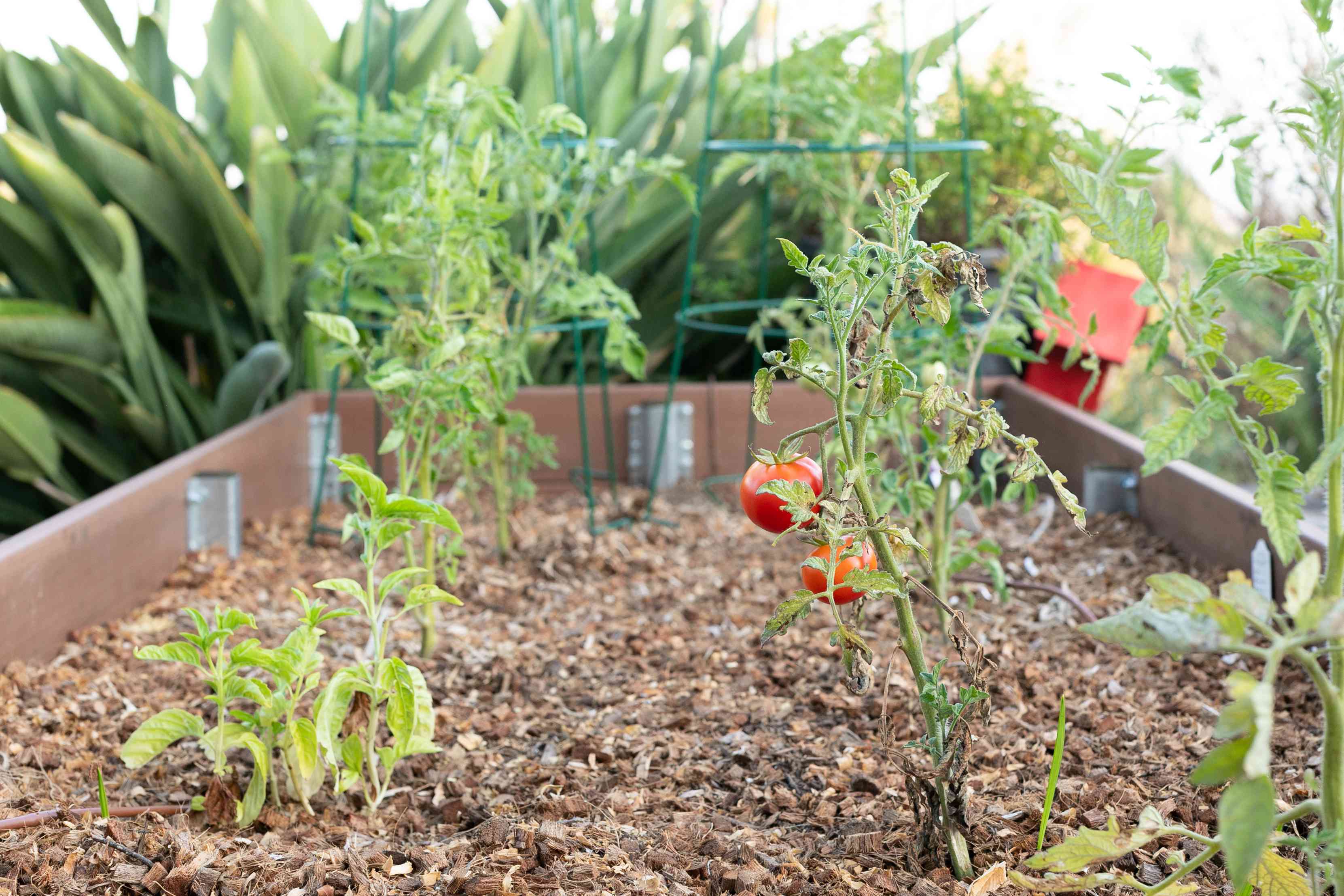 vegetable gardening ideas with pvc pipe