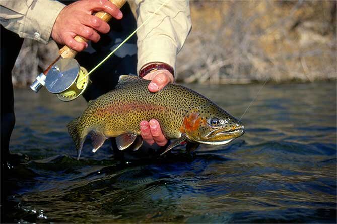 fishing license online