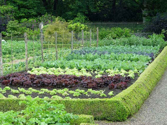 vegetable gardening ideas pictures