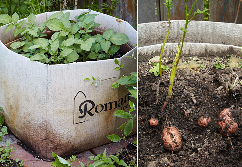 gardening ideas using wood pallets