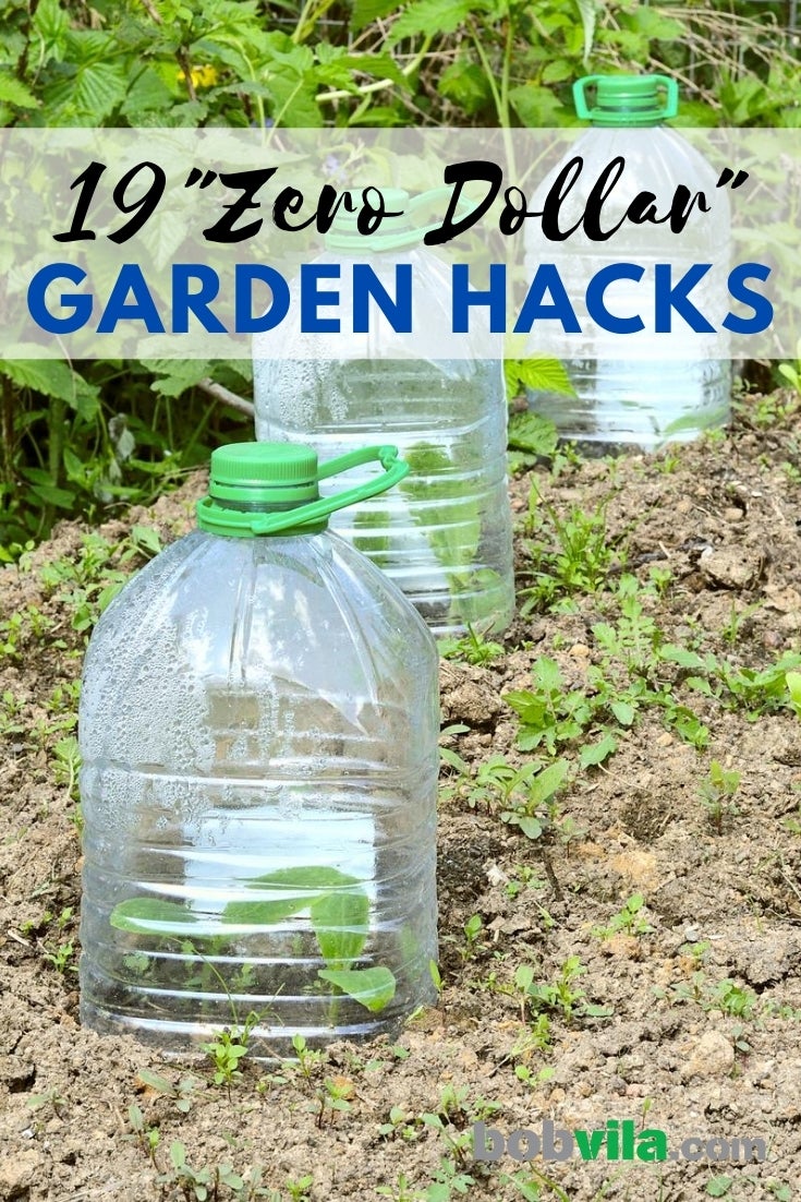 Easy Vegetables and Herbs to Grow
