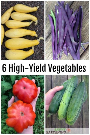 tips for vegetable garden