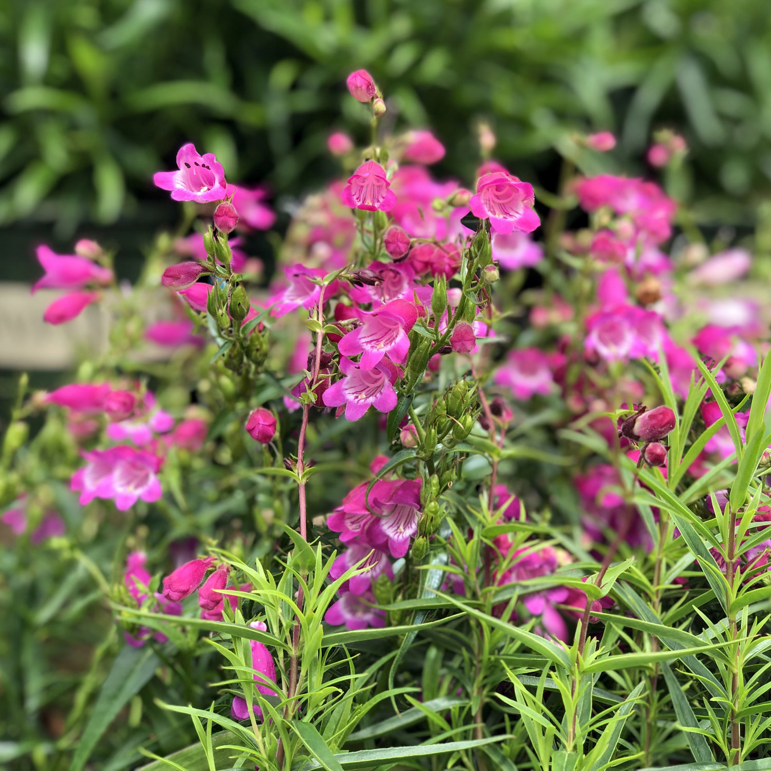 container gardening ideas diy