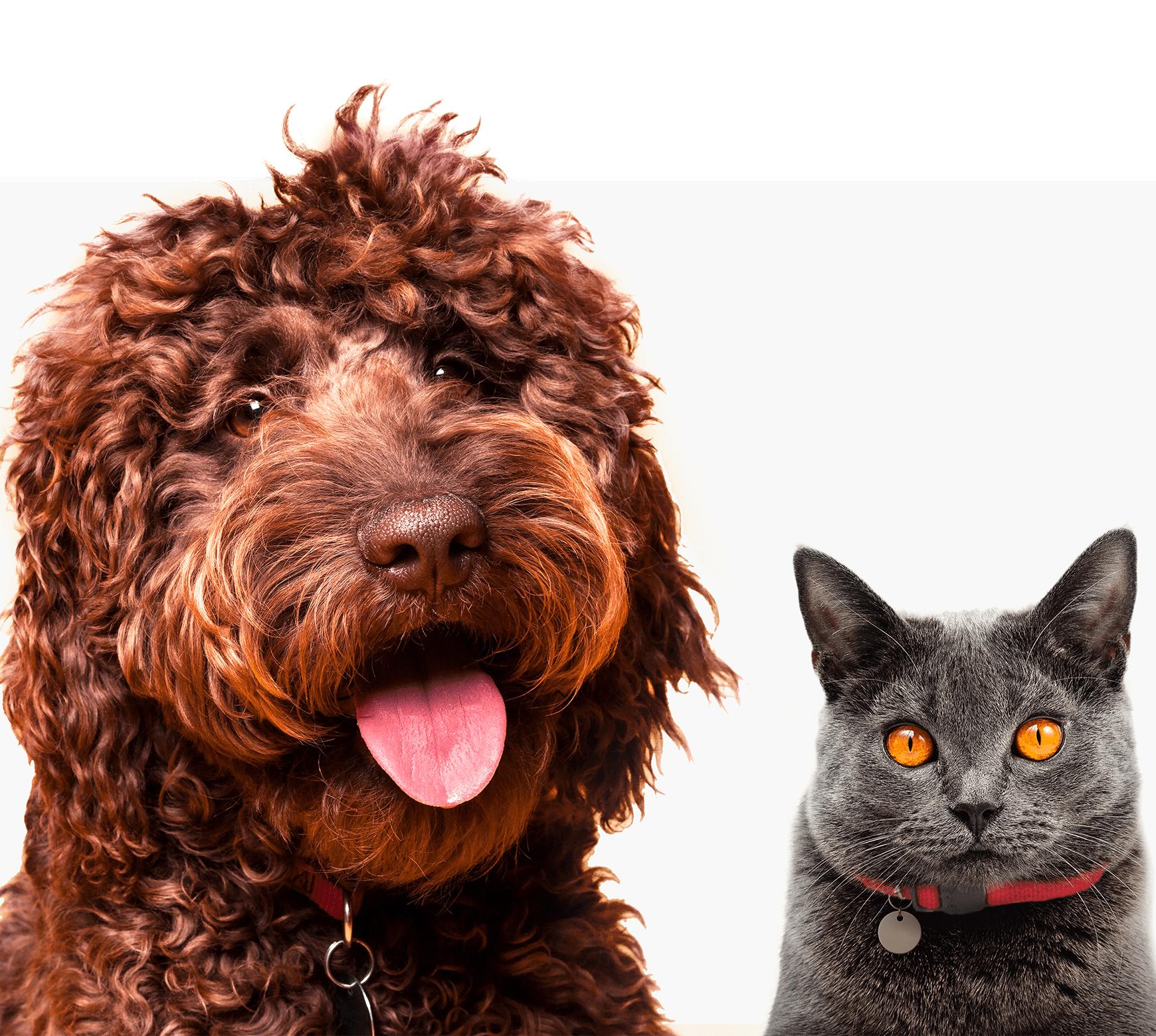 Pet Insurance Florida. Compare Quotes from Top Florida Pet Insurance Companies
