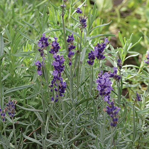 indoor herb gardening 101