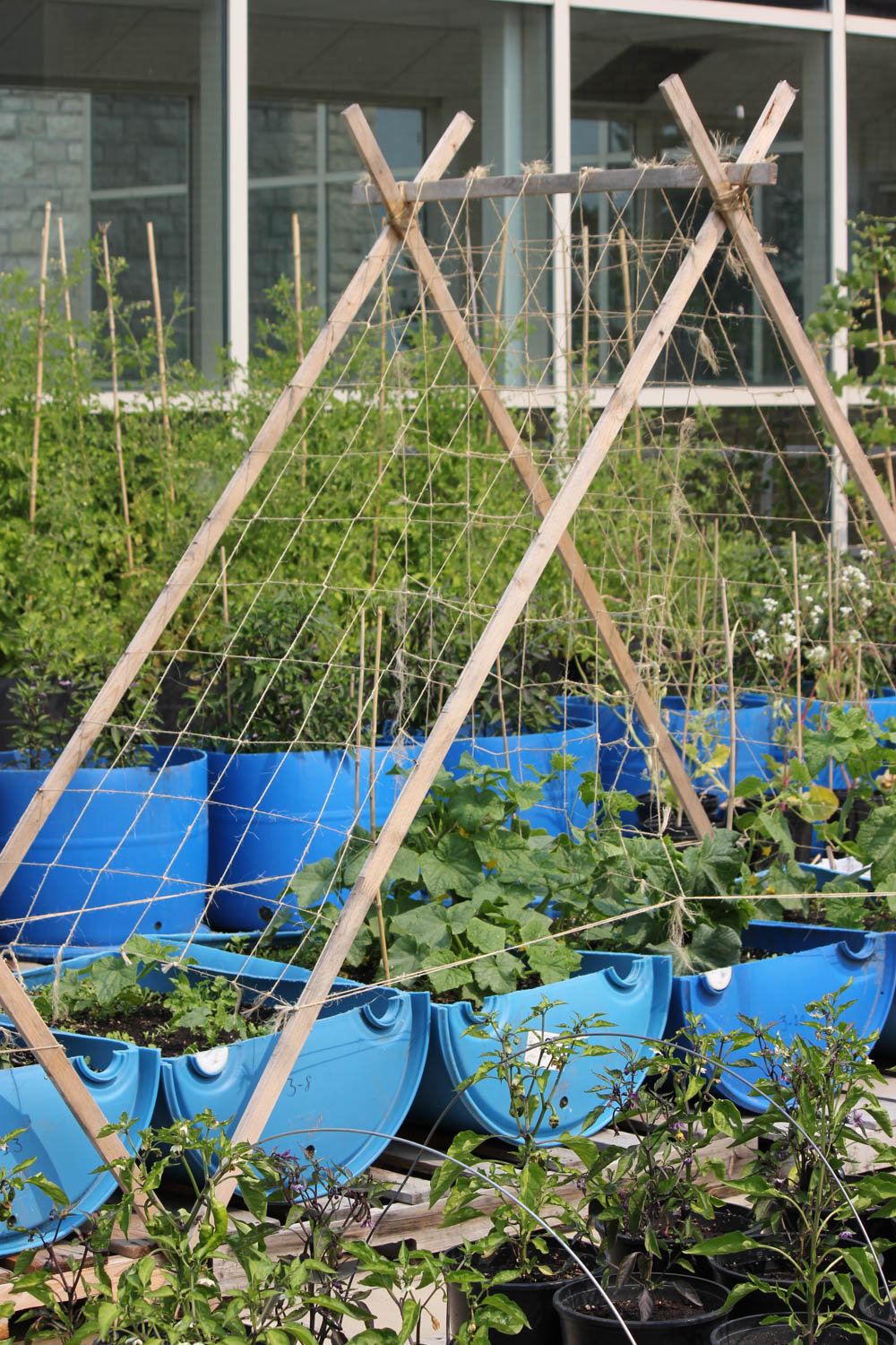 Growing herbs in pots
