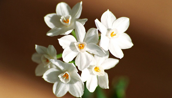 florida herb gardening 101