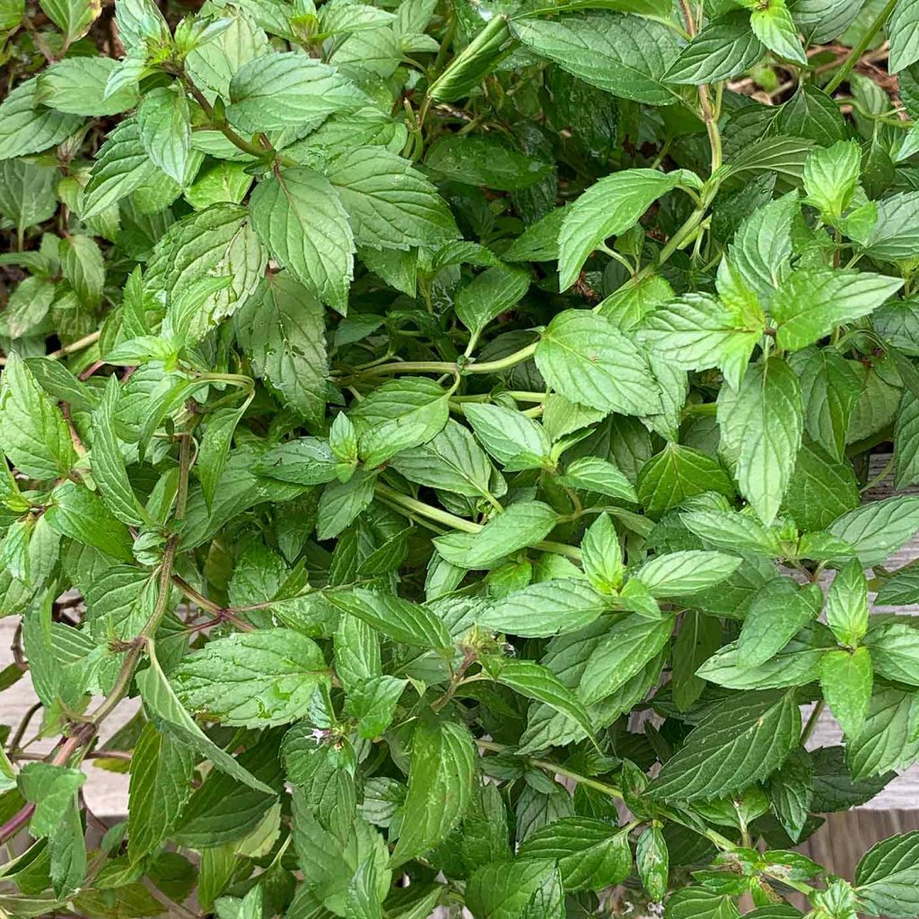 What is Indoor Gardening?
