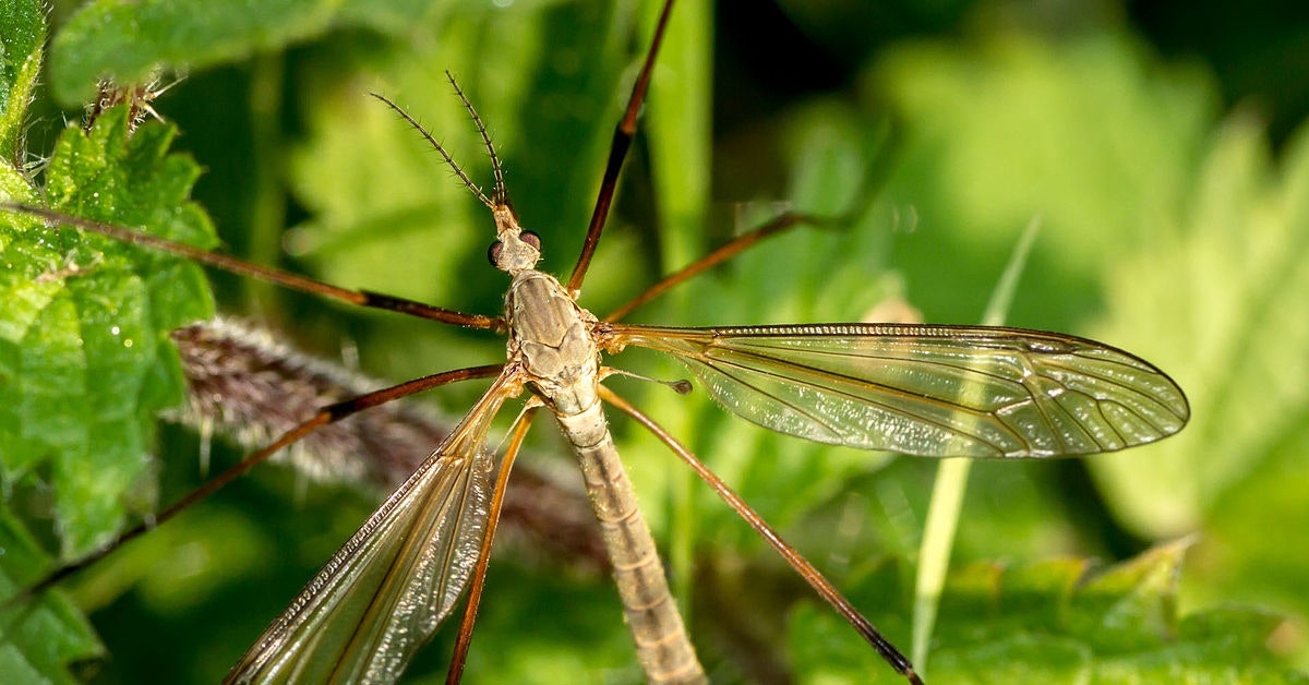 Fishing with Fly is both an Art and Science
