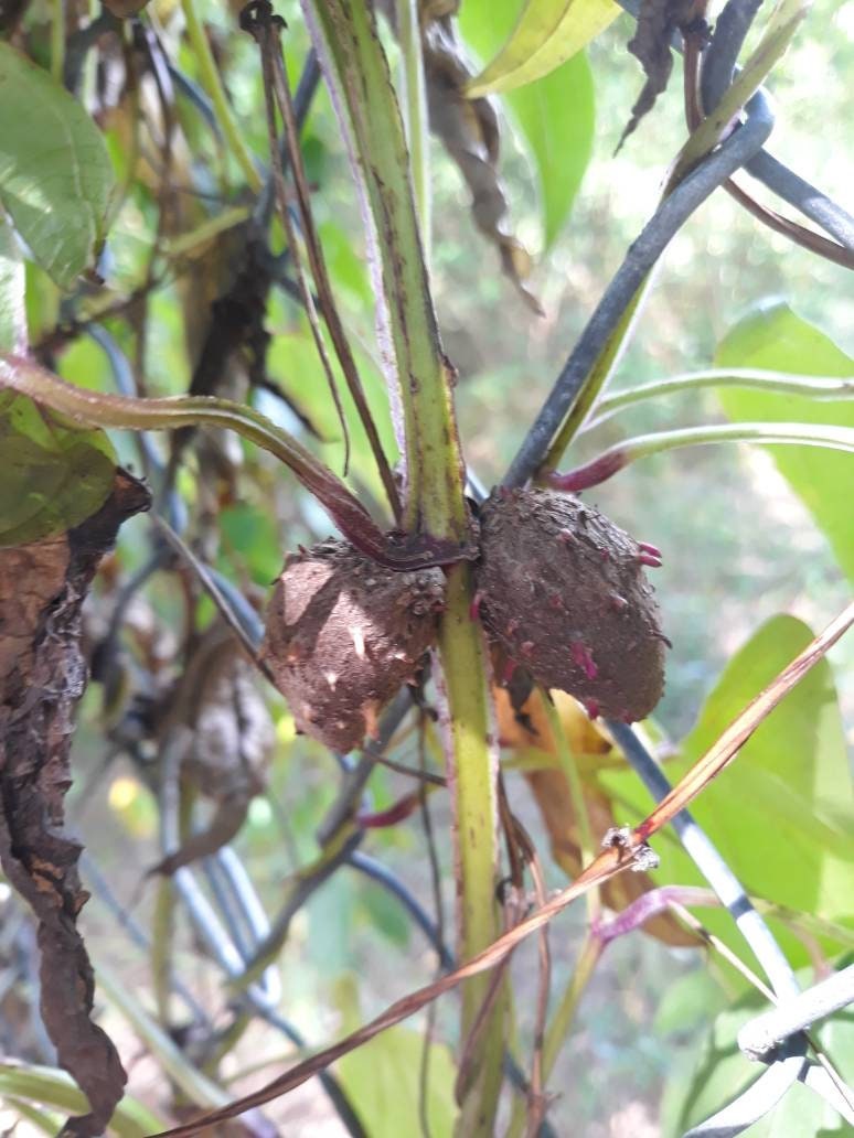 soil mix for organic vegetable gardening