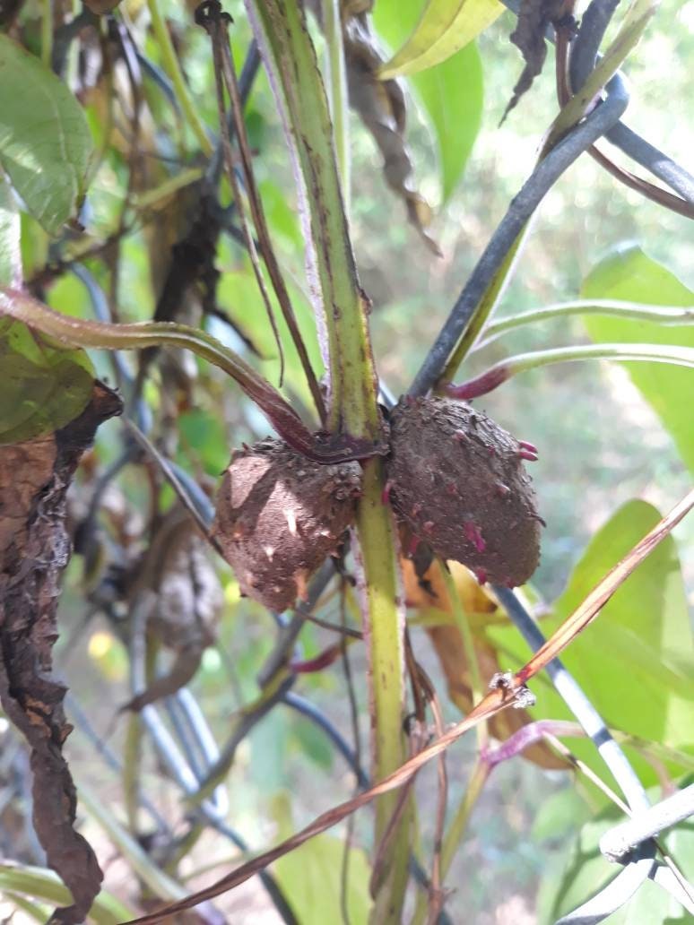 Protect your Spring Cover Crops with Gardening Covers
