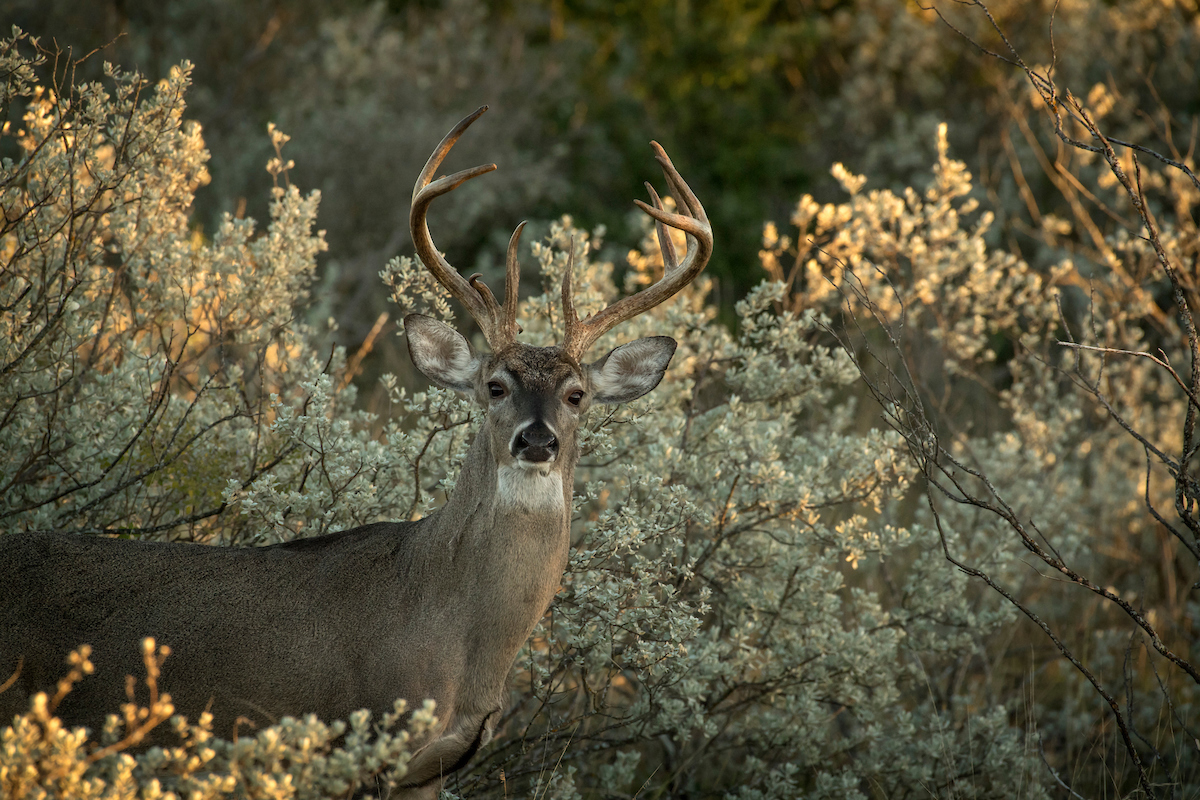 first time hunting