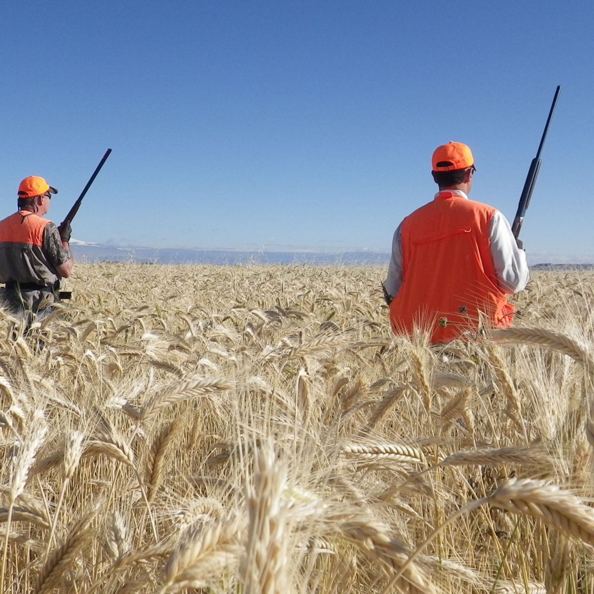 How to hunt Mourning Doves In Minnesota
