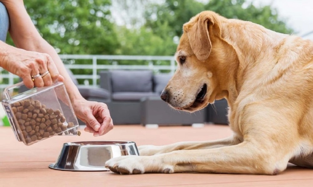 ASPCA Pet Insurance Compared With Trupanion
