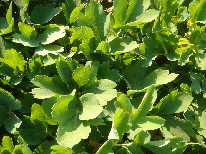 vegetable gardening tips for beginners
