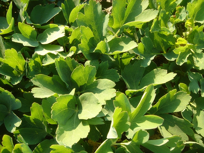 Mixing Plants in Container Gardens
