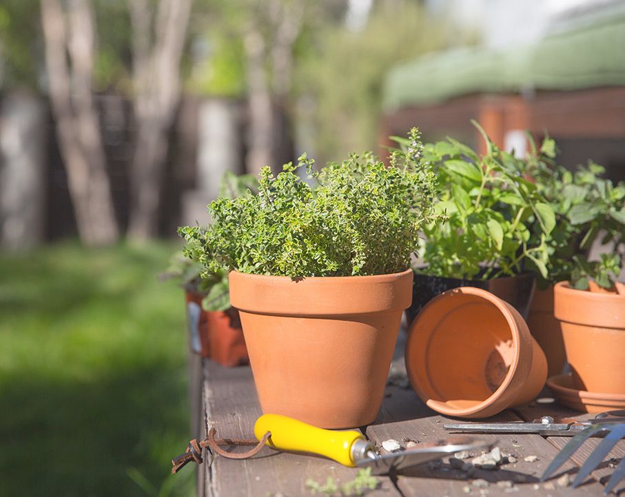 hydroponic herb gardening kits