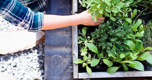 window box herb gardening for beginners