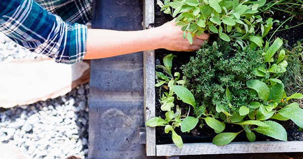 14 most clever gardening tips and ideas