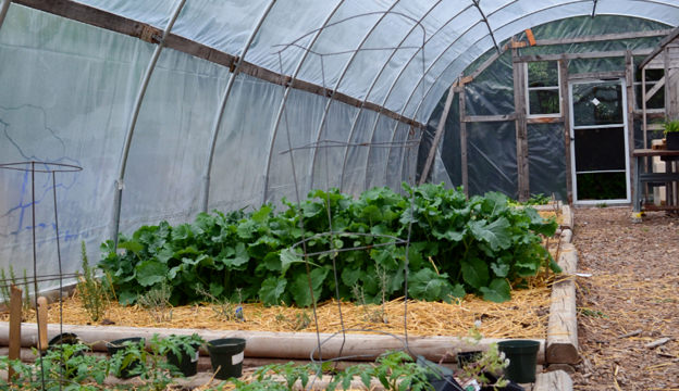 How Tall Can Peas Grow in Trelliss?
