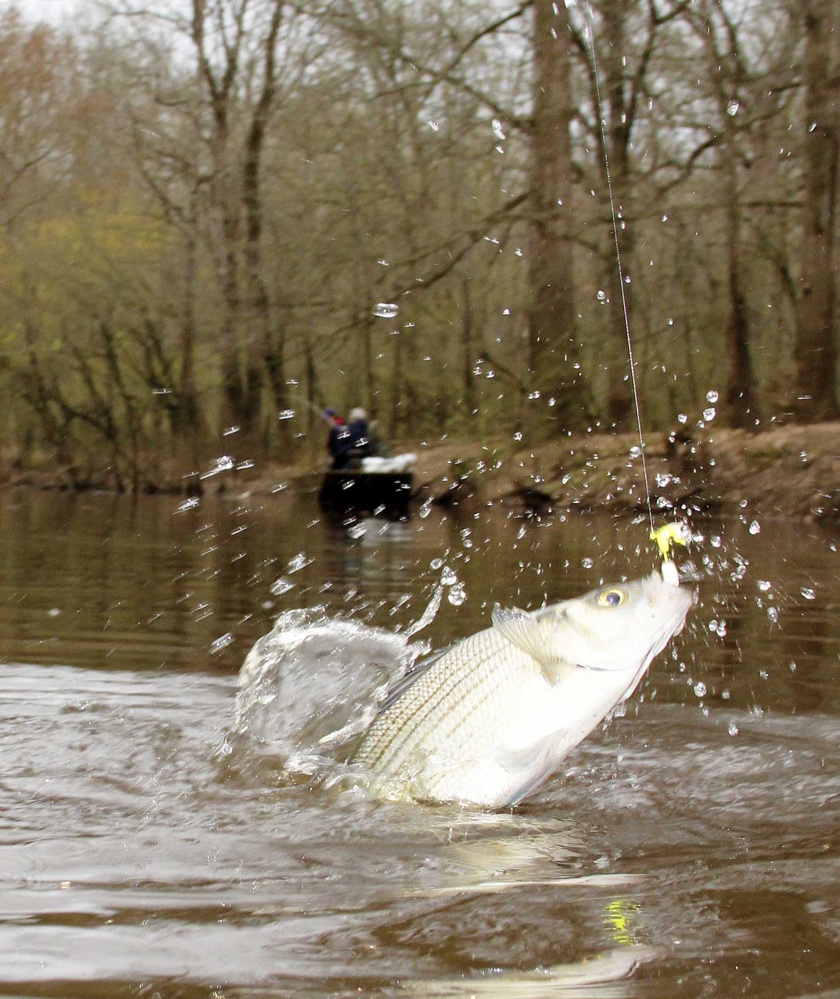 Top Water Fishing Bass – How to Catch Bass With A Frankenfrog
