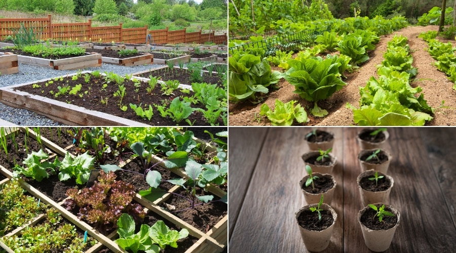 Gardening Hacks to Add Greenery to Your Life
