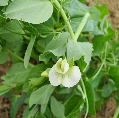 complete container herb gardening