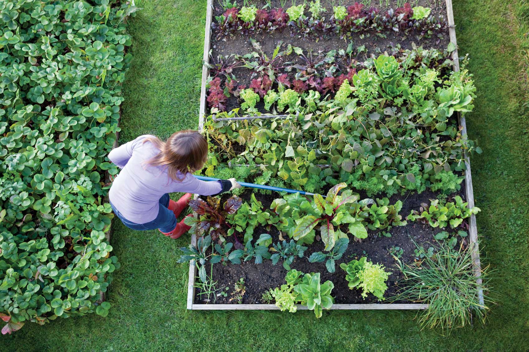 vegetable gardening ideas for small backyard