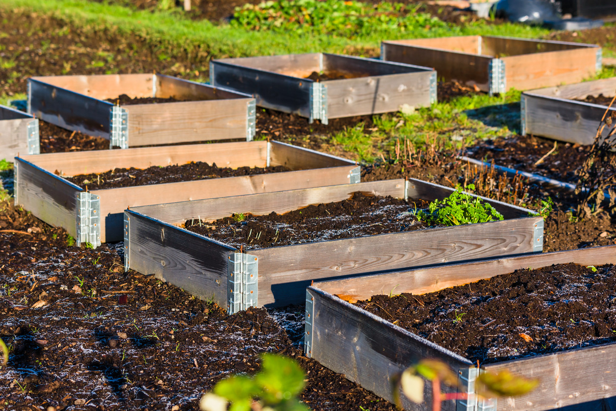 Vegetable Gardening