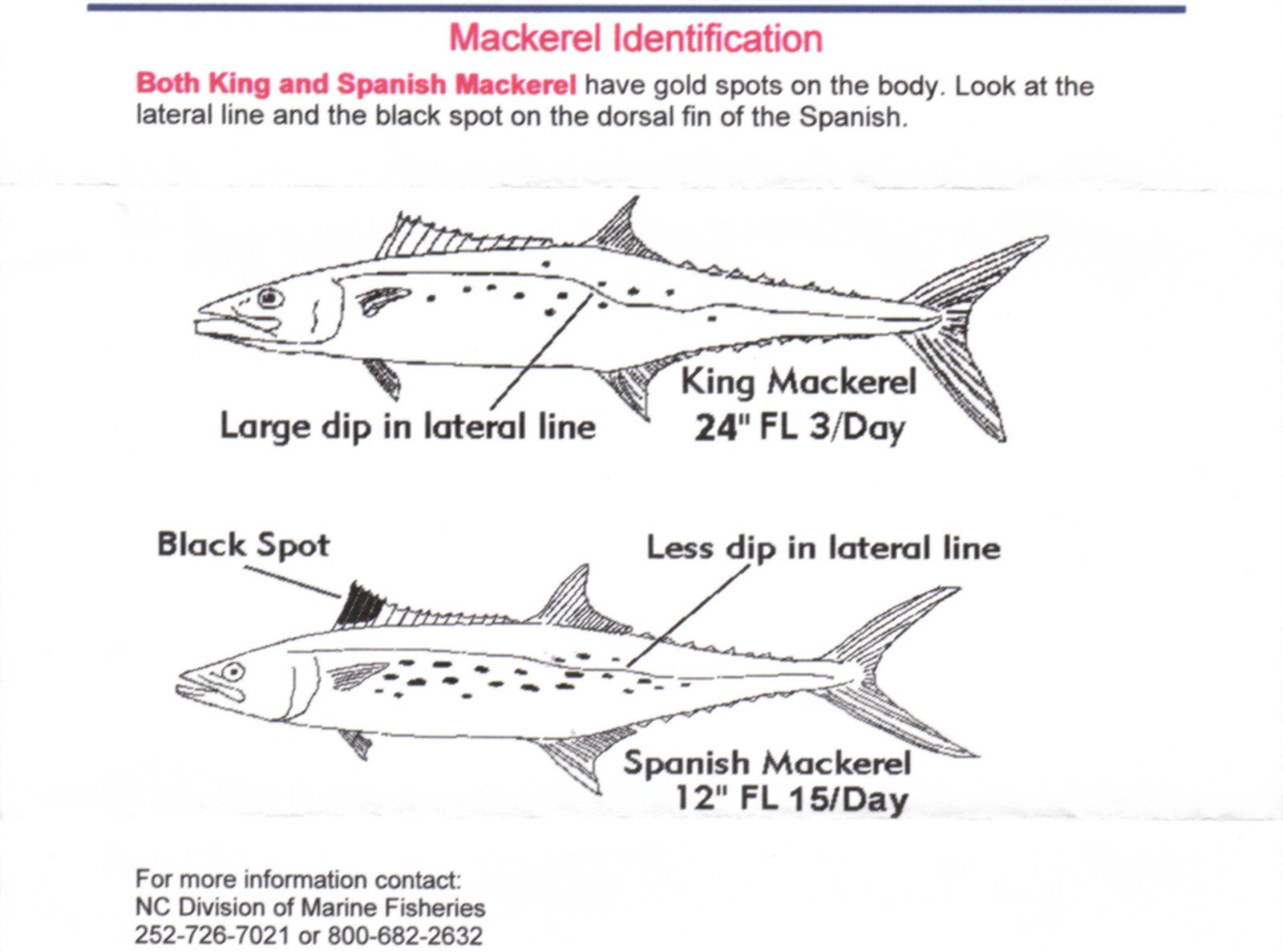 Spanish Mackerel Fishing North Carolina
