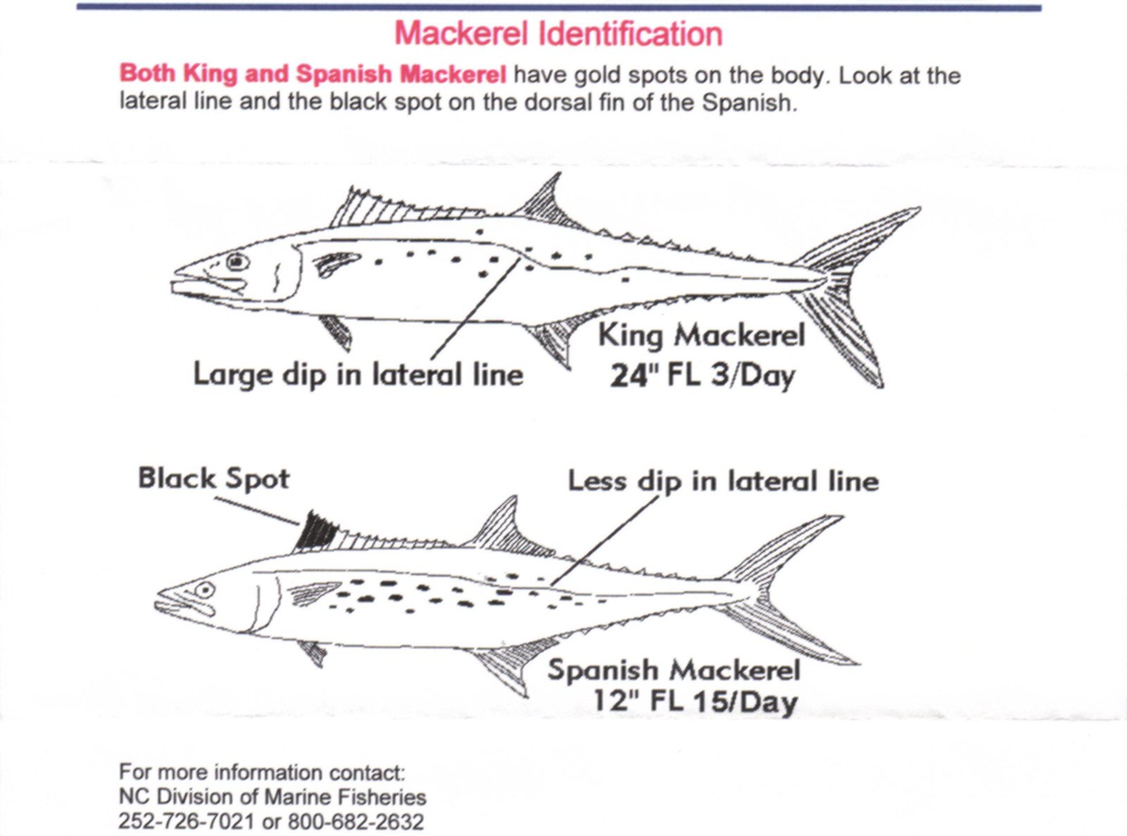 Blackfin Tuna Fishing in Florida
