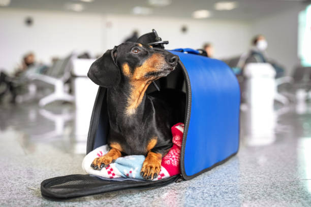 bed bug proof luggage