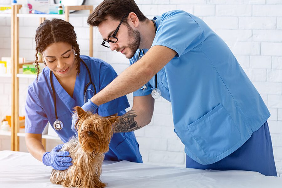 Prudent Pet Accident Coverage Plan Vs ASPCA Pet Health Insurance
