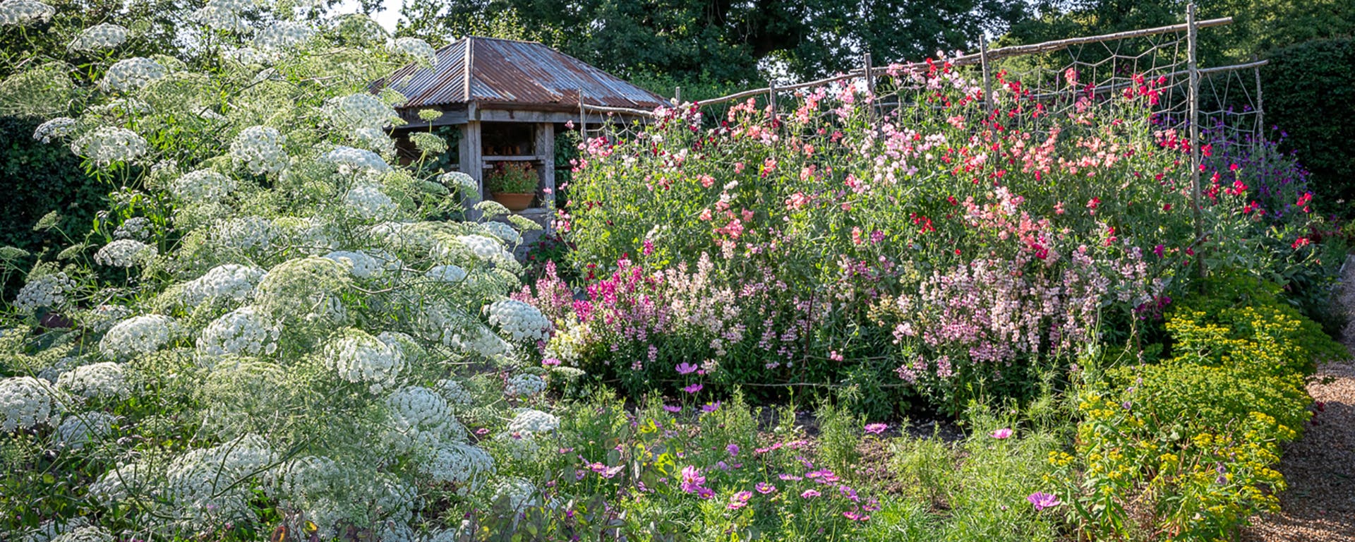 Sage Gardening – How to Propagate Sage in Pots
