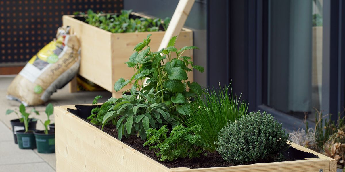 herb gardening in containers for beginners