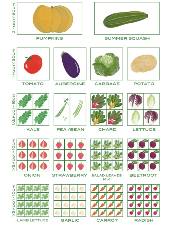 vegetable growing tips