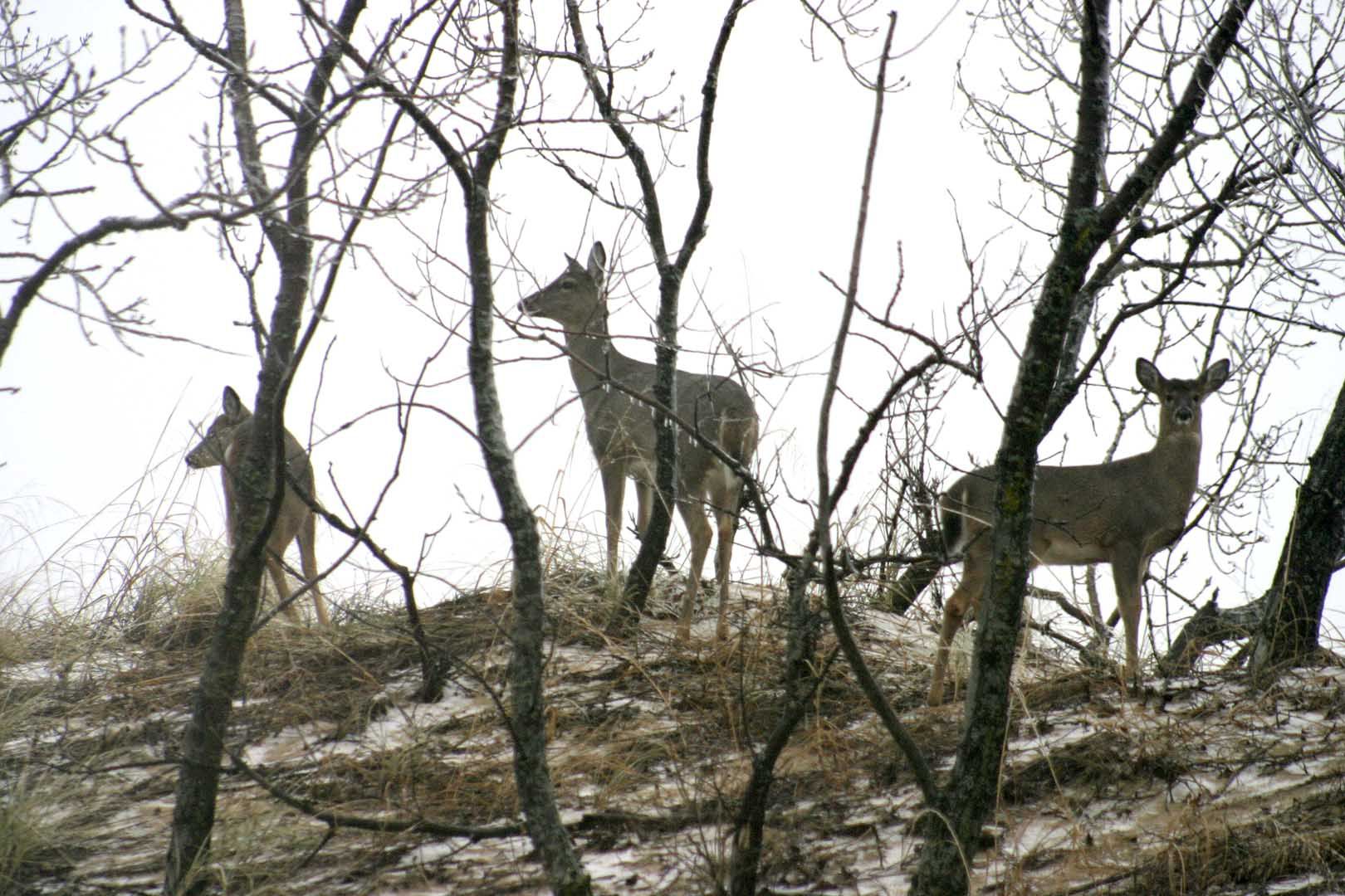 mn dnr deer license